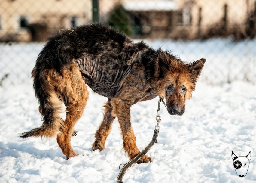 Wyrzucony na wsi pod Gubinem... Chory ONek potrzebuje pomocy! 