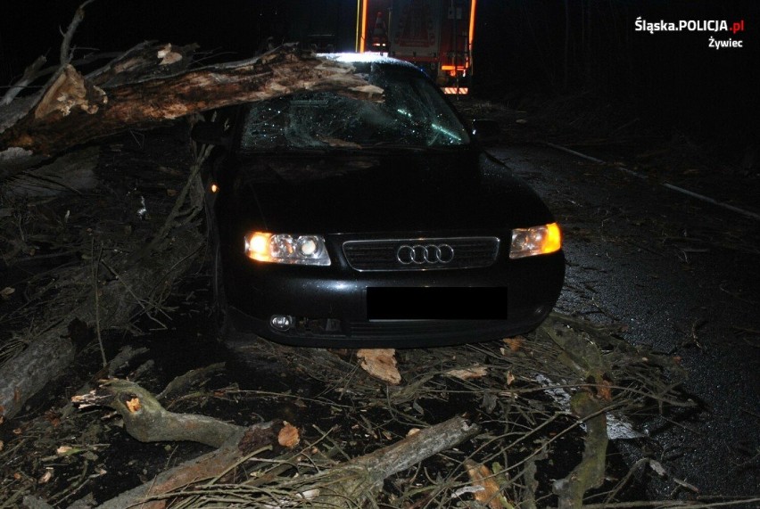 O krok od tragedii w Żywcu. Drzewo spadło na samochody. Śledczy badają sprawę