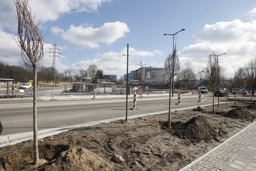 Nowe drzewa w Łodzi. 800 drzew zasadzą w 2019 na łódzkich ulicach. Zobacz, gdzie posadzą drzewa w Łodzi [LISTA ULIC]