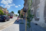 W Wadowicach zasadzą dziesiątki drzew przy ulicy Lwowskiej. Ma być wiele gatunków