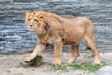 Zoo Kraków: internauci wypatrzyli ranę na szyi nowego lwa. Dyrektor wyjaśnia