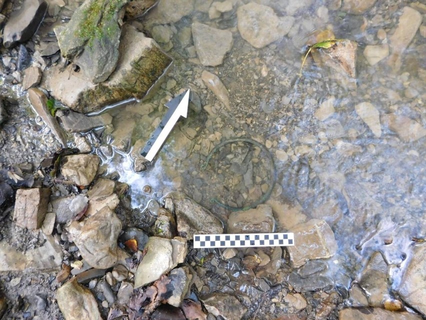 Niezwykłe znalezisko w Beskidzie Niskim. Naszyjnik sprzed 2,5 tysiąca lat leżał na dnie potoku pod górą Cergowa [ZDJĘCIA]
