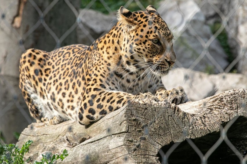 Krakowskie zoo! Tak jest, zoo jest jednym z nielicznych...