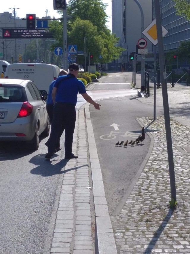 Stadko kaczek eskortowane przez motorniczych, bezpiecznie przechodzi przez jezdnię