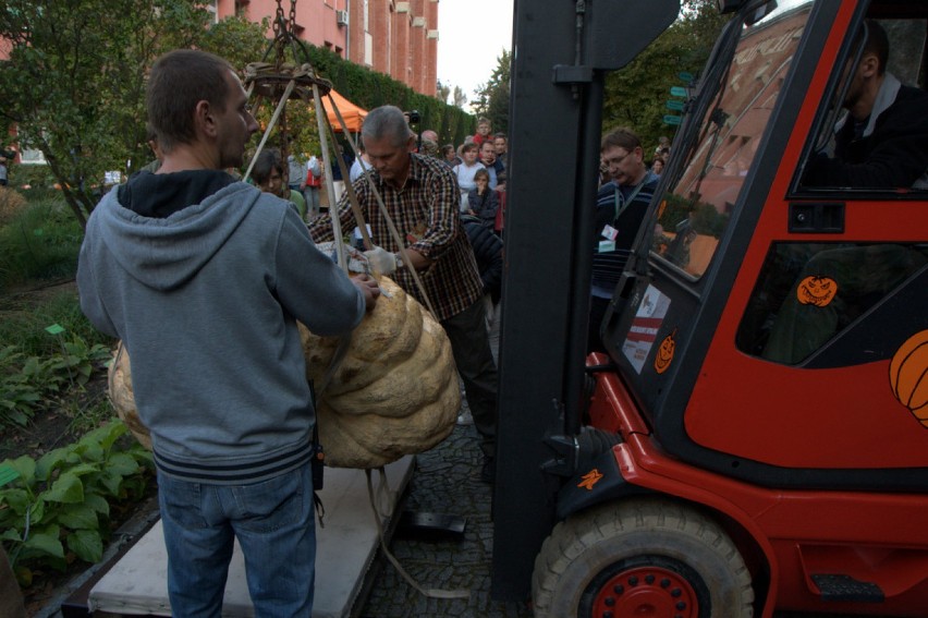 Nowy rekord Polski. Największa dynia waży blisko 600 kg! (FILM, ZDJĘCIA)