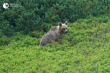 Tatry. Przyrodnicy zamykają szlak w górach. Bo niedźwiedzia rodzina opuściła gawrę 