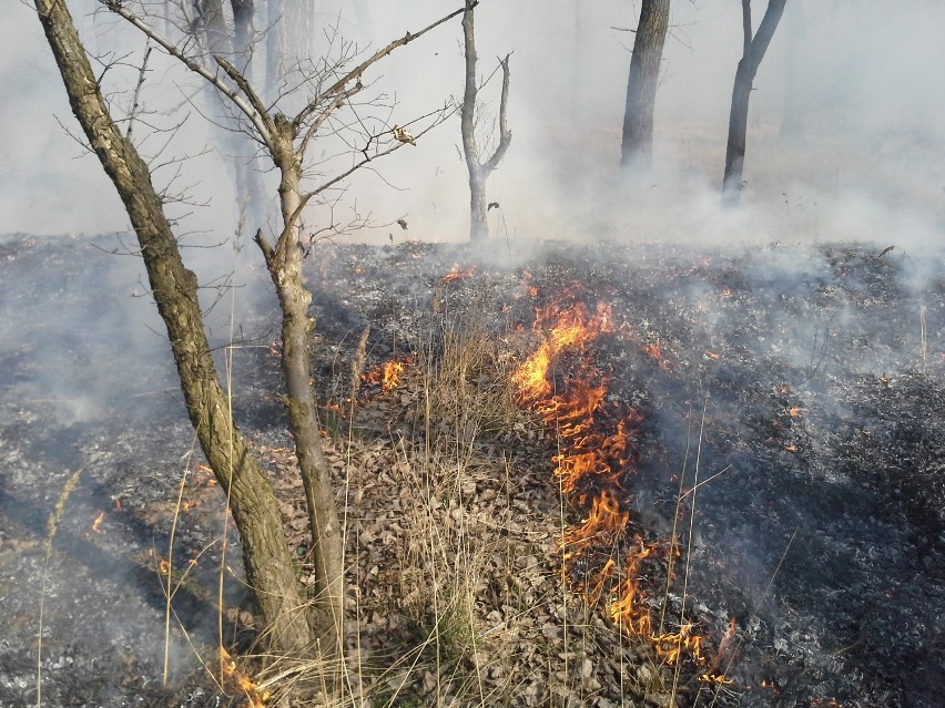 Pożary traw w Mysłowicach