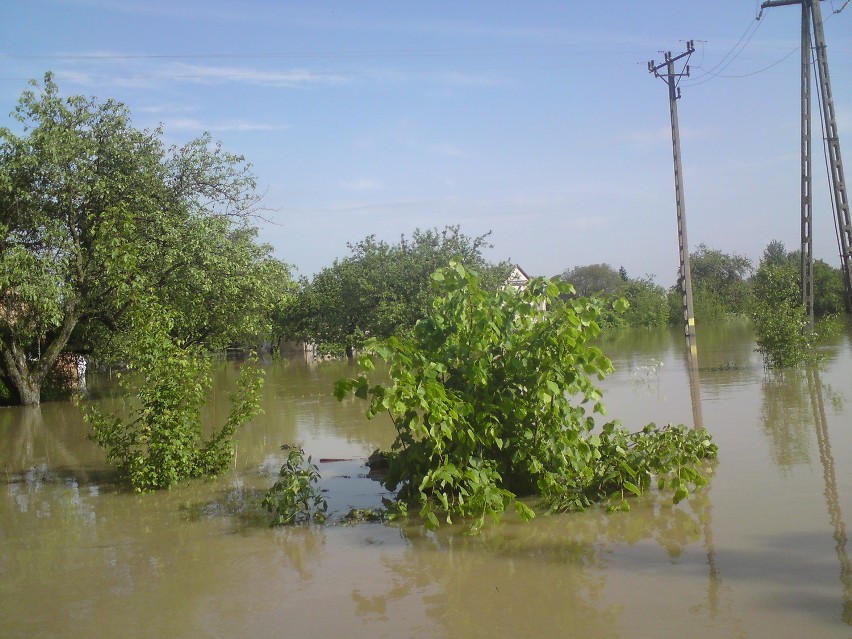 Maniów