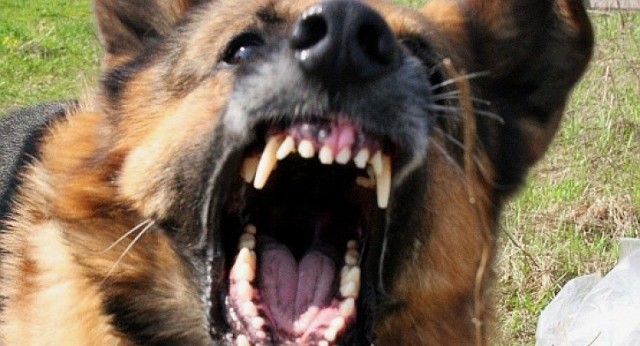 W Dąbrowie dwa duże psy zaatakowały spacerowicza. Sprawę wyjaśnia policja