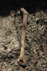 Kość ludzką znaleziono w Darżewie. Policja bada sprawę