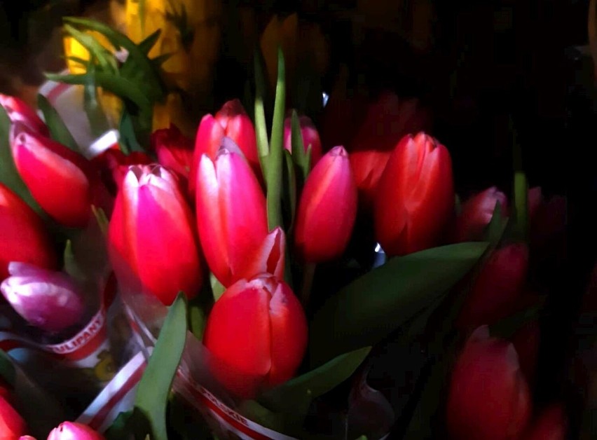 Plantacja tulipanów w Chrzypsku Wielkim - wycieczkę...