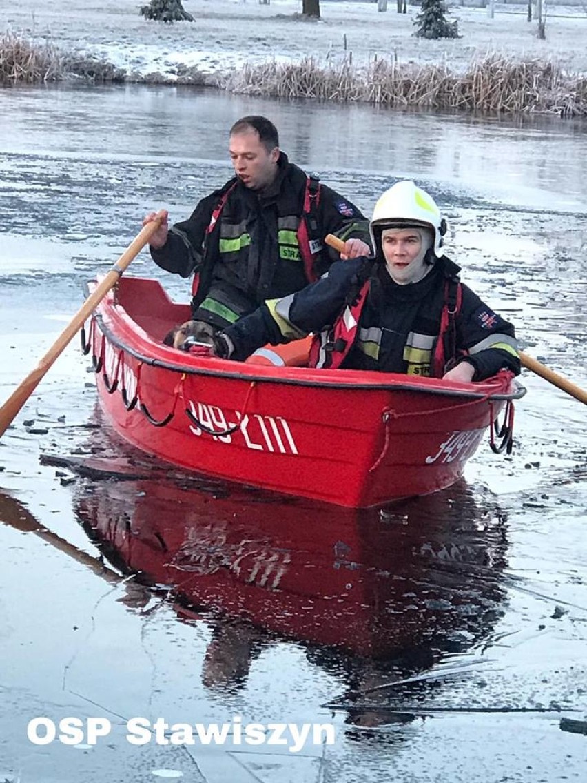 Strażacy uratowali psa, pod którym załamał się lód na stawie