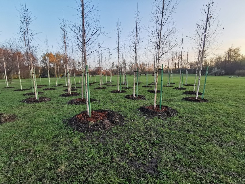 W Parku Alfred pojawiło się ponad 300 nowych sadzonek drzew...