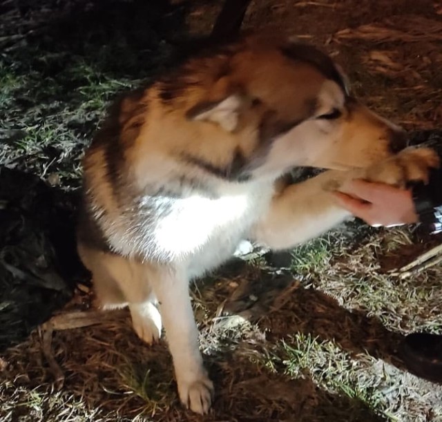 Policjanci pomogli psu, który wpadł pod koła samochodu w Osieku