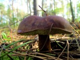 Zbąszyń: Sezon grzybowy trwa - w lasach jest ich pełno!  Oto galeria Waszych zbiorów! [Zdjęcia]                                 