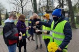 Żonkilowe pola nadziei w Ostrowcu. Uczniowie "Piątki" kwestowali dla hospicjum imienia Jana Pawła II (ZDJĘCIA) 