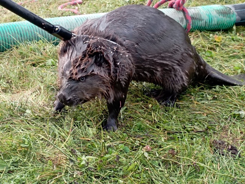 Skierniewice. Strażacy ratowali uwięzionego w studni bobra. Zwierzę trafiło nad Rawkę