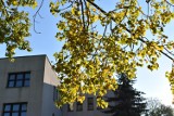 Złota jesień w Olkuszu. Betonowy krajobraz miasta upiękniają kolorowe jesienne liście [ZDJĘCIA]