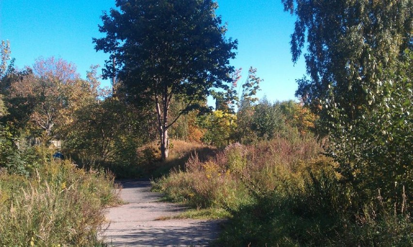 Park w Nowym Porcie ma zostać uporządkowany w ciągu...