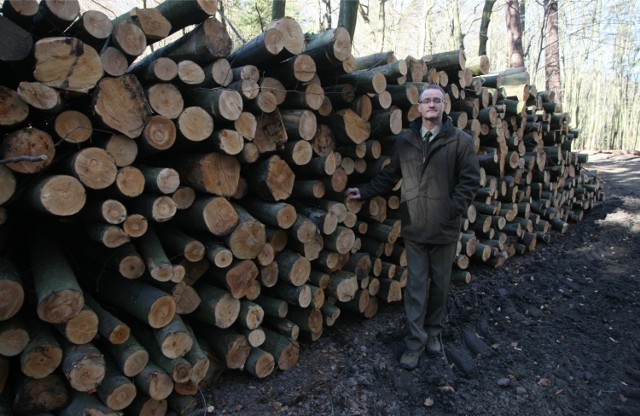 Wszystkie drzewa w Trójmiejskim Parku Krajobrazowym pochodzą z nasadzeń - zaznacza Michał Grabowski z Nadleśnictwa Gdańsk.