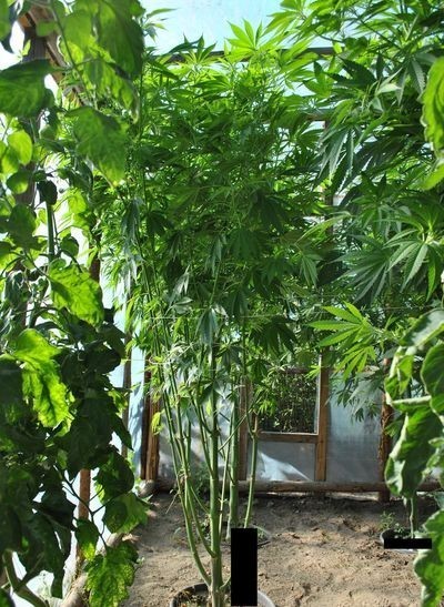 Koszalin: Uprawa marihuany w pomidorach [FOTO]