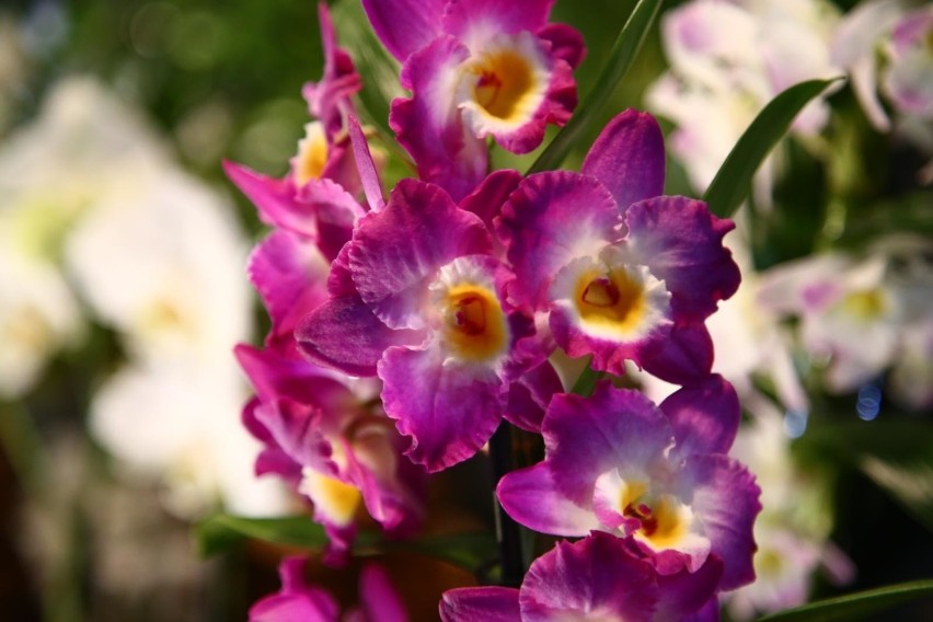 Wystawa Storczyków "Orchidea 2020". W BUW-ie zobaczycie niezwykłe okazy kwiatów z różnych zakątków świata