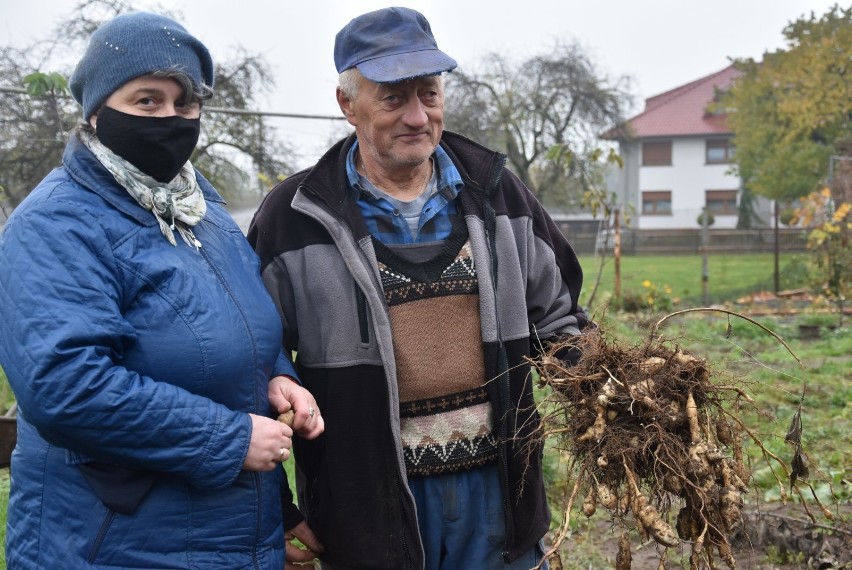 Państwo Barbara i Tadeusz Grys od roku zajmują się uprawą...