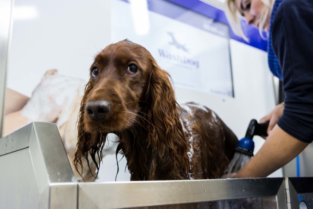 Wash Dog - W Warszawie powstała samoobsługowa myjnia dla psów
