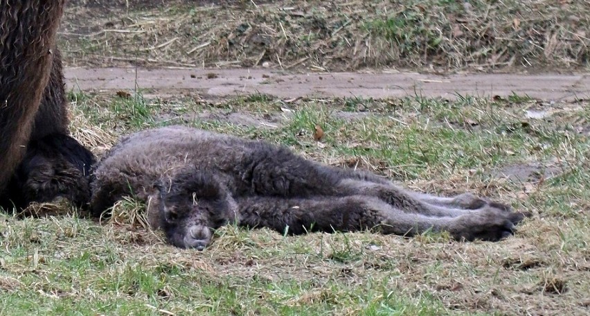 W gdańskim zoo na świat przyszła wielbłądzica dwugarbna!