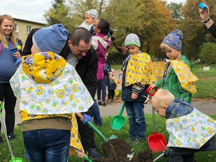 Krąpiel. Przedszkolaki posadziły przy głównej drodze miododajne drzewka 