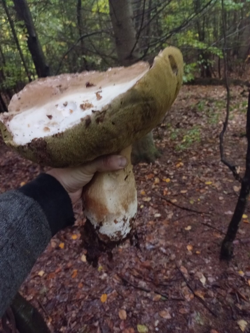 Ważący 2 kg borowik gigant znaleziony przez pana Mateusza z...