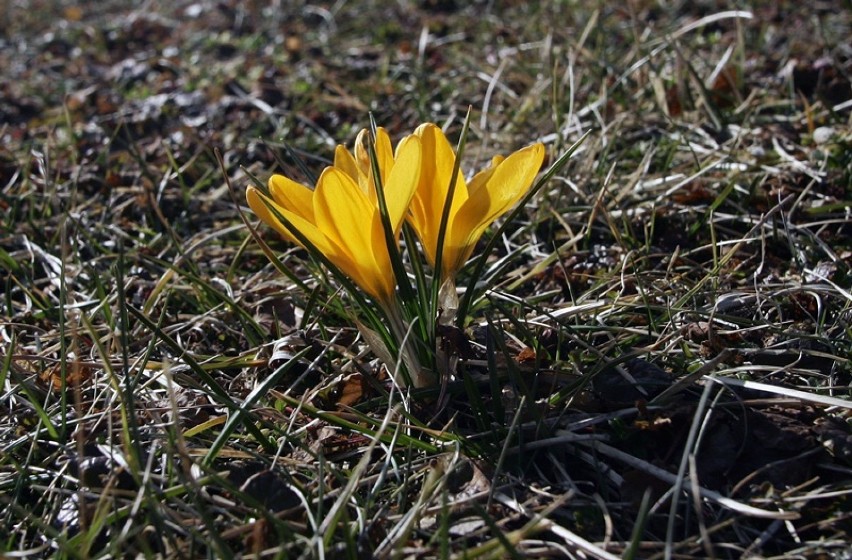Idzie wiosna w Legnicy, zaczęły kwitnąć rośliny [ZDJĘCIA]