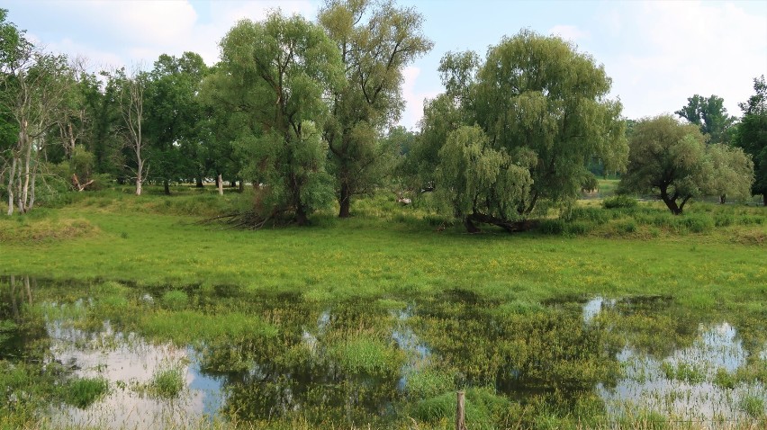 Doskonałym miejscem do spacerów z pewnością są wały nad...