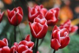 Wystawa tulipanów w Wilanowie odbędzie się już po raz VI!