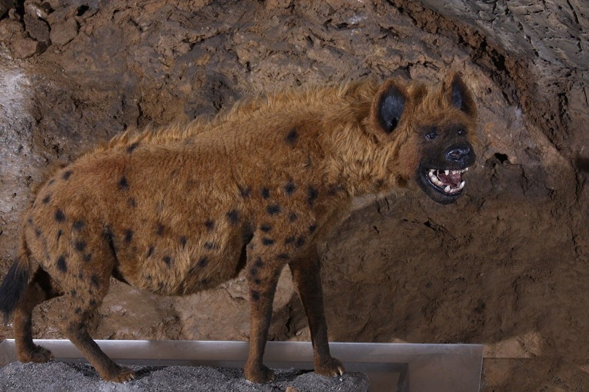 Hiena jaskiniowa

To kolejny i właściwie najbardziej poznany...