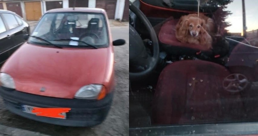 Pies zamknięty w samochodzie przez kilka dni! Interweniowała policja