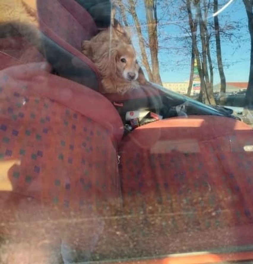 Pies zamknięty w samochodzie przez kilka dni! Interweniowała policja