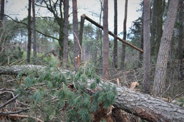 Zakaz wstępu do lasu wprowadzono na terenie czterech najbardziej zniszczonych leśnictw: Wylewy, Dąbrówka, Jankowo i Wąkole