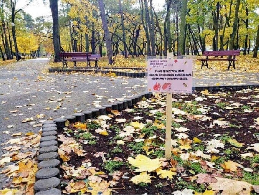 Ostrołęka. W wybranych częściach miasta nie będą grabione liście. Dlaczego? Przeczytajcie