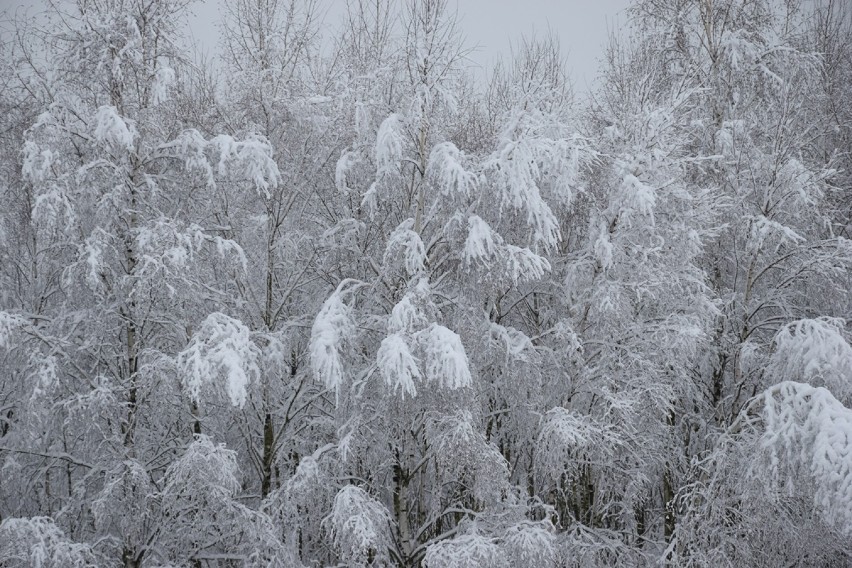 Zduńska Wola pokryta śniegiem. Uroki zimowego krajobrazu [zdjęcia]