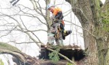 Leśnicy z Lublińca naprawili gniazdo bociana czarnego. W pracach pomogli alpiniści