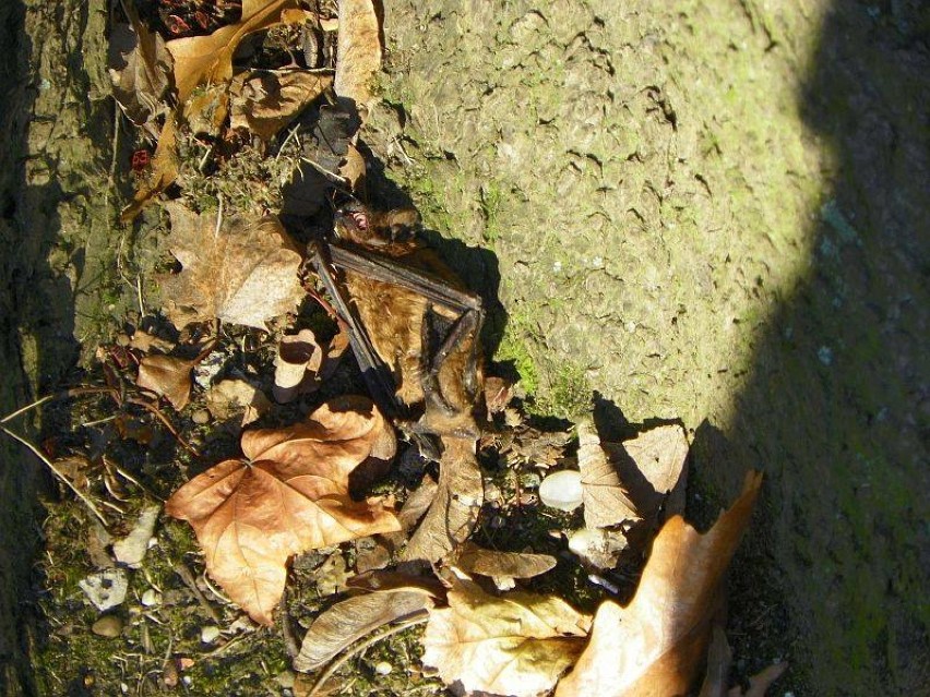 Martwe nietoperze w Parku Staromiejskim w Żorach! Są pod ochroną, dlaczego zginęły? ZDJĘCIA