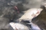 Kilogramy śniętych ryb nad Wisłą. Radny z Białołęki nagrał przerażający film. MPWiK zbada, czy to wynik awarii w Czajce