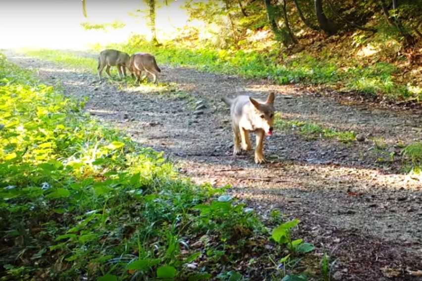 Młode wilki w beskidzkich lasach! Niesamowite nagranie Stowarzyszenia dla Natury "Wilk" [WIDEO]