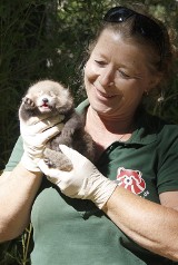 Mała panda czerwona przyszła na świat w Naszym Zoo! Zobaczcie tego słodziaka! 