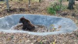 Zoo Poznań: Niedźwiedź Baloo był u dentysty i ma swój wybieg! [WIDEO]