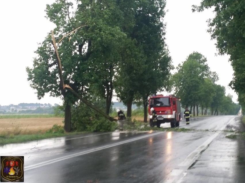 Powalone drzewa na odcinku trasy DK - 43 Kłobuck - Krzepice.