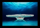 Polak nagrodzony w prestiżowym konkursie fotograficznym za… portret rekina