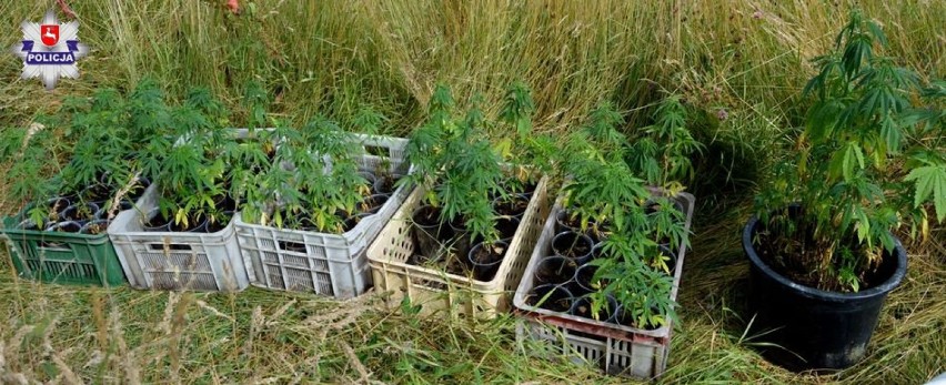 24-latek miał na swojej działce ponad 80 roślin konopi indyjskich