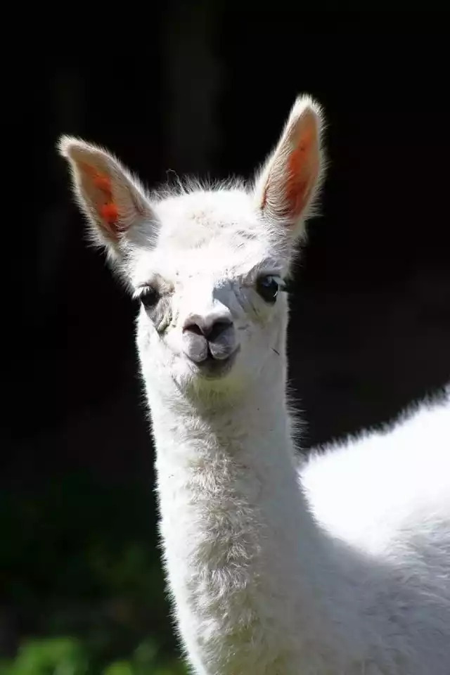 Kolejny maluch, który niedawno urodził się na Pradze, to biała lama.

Czytaj też: Nie porzucaj przyjaciół przed wakacjami. Piknik edukacyjny w ZOO